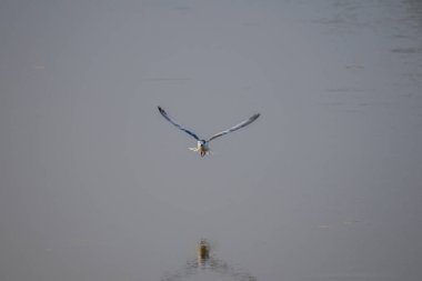 A small, buoyant tern in flight over water. The bird has a dark cap, a gray body, and a contrasting white cheek, appearing as a 