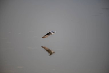 A small, buoyant tern in flight over water. The bird has a dark cap, a gray body, and a contrasting white cheek, appearing as a 