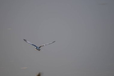 A small, buoyant tern in flight over water. The bird has a dark cap, a gray body, and a contrasting white cheek, appearing as a 