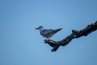 A small, gray-and-white bird perches on a gnarled, dark branch against a bright, cloudless blue sky, looking to its left.
