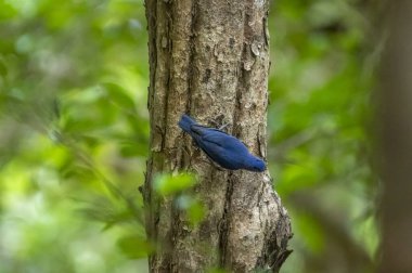 A small, vibrant blue bird with a red beak, identified as a Velvet-fronted Nuthatch, clings headfirst to the rough bark of a tree trunk in a forest.