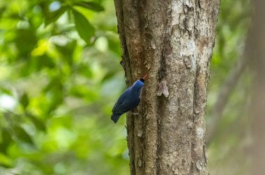 A small, vibrant blue bird with a red beak, identified as a Velvet-fronted Nuthatch, clings headfirst to the rough bark of a tree trunk in a forest.