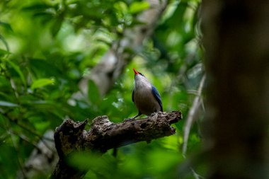 A small, vibrant blue bird with a red beak, identified as a Velvet-fronted Nuthatch, perches on a bare branch amidst lush green foliage in a forest.