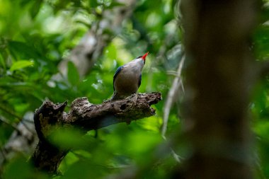 A small, vibrant blue bird with a red beak, identified as a Velvet-fronted Nuthatch, perches on a bare branch amidst lush green foliage in a forest.
