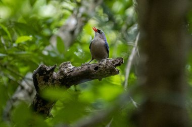 A small, vibrant blue bird with a red beak, identified as a Velvet-fronted Nuthatch, perches on a bare branch amidst lush green foliage in a forest.
