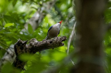 A small, vibrant blue bird with a red beak, identified as a Velvet-fronted Nuthatch, perches on a bare branch amidst lush green foliage in a forest.