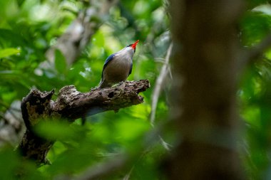 A small, vibrant blue bird with a red beak, identified as a Velvet-fronted Nuthatch, perches on a bare branch amidst lush green foliage in a forest.