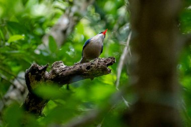 A small, vibrant blue bird with a red beak, identified as a Velvet-fronted Nuthatch, perches on a bare branch amidst lush green foliage in a forest.