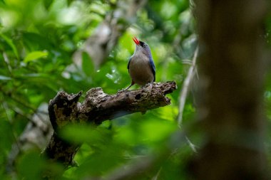 A small, vibrant blue bird with a red beak, identified as a Velvet-fronted Nuthatch, perches on a bare branch amidst lush green foliage in a forest.
