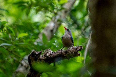 A small, vibrant blue bird with a red beak, identified as a Velvet-fronted Nuthatch, perches on a bare branch amidst lush green foliage in a forest.
