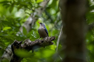 A small, vibrant blue bird with a red beak, identified as a Velvet-fronted Nuthatch, perches on a bare branch amidst lush green foliage in a forest.