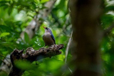 A small, vibrant blue bird with a red beak, identified as a Velvet-fronted Nuthatch, perches on a bare branch amidst lush green foliage in a forest.