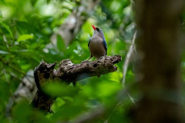 A small, vibrant blue bird with a red beak, identified as a Velvet-fronted Nuthatch, perches on a bare branch amidst lush green foliage in a forest.