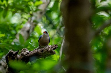 A small, vibrant blue bird with a red beak, identified as a Velvet-fronted Nuthatch, perches on a bare branch amidst lush green foliage in a forest.