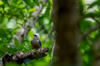 A small, vibrant blue bird with a red beak, identified as a Velvet-fronted Nuthatch, perches on a bare branch amidst lush green foliage in a forest.
