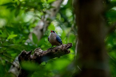 A small, vibrant blue bird with a red beak, identified as a Velvet-fronted Nuthatch, perches on a bare branch amidst lush green foliage in a forest.