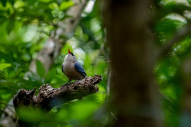 A small, vibrant blue bird with a red beak, identified as a Velvet-fronted Nuthatch, perches on a bare branch amidst lush green foliage in a forest.