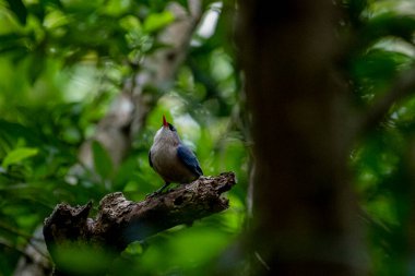A small, vibrant blue bird with a red beak, identified as a Velvet-fronted Nuthatch, perches on a bare branch amidst lush green foliage in a forest.