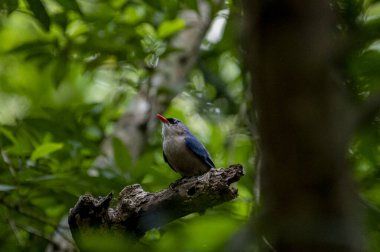 A small, vibrant blue bird with a red beak, identified as a Velvet-fronted Nuthatch, perches on a bare branch amidst lush green foliage in a forest.