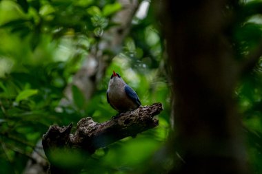 A small, vibrant blue bird with a red beak, identified as a Velvet-fronted Nuthatch, perches on a bare branch amidst lush green foliage in a forest.