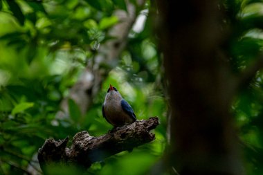 A small, vibrant blue bird with a red beak, identified as a Velvet-fronted Nuthatch, perches on a bare branch amidst lush green foliage in a forest.