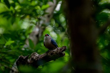 A small, vibrant blue bird with a red beak, identified as a Velvet-fronted Nuthatch, perches on a bare branch amidst lush green foliage in a forest.