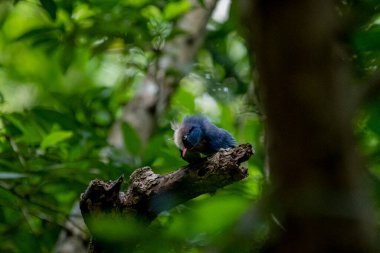 A small, vibrant blue bird with a red beak, identified as a Velvet-fronted Nuthatch, perches on a bare branch amidst lush green foliage in a forest.