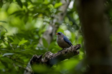 A small, vibrant blue bird with a red beak, identified as a Velvet-fronted Nuthatch, perches on a bare branch amidst lush green foliage in a forest.