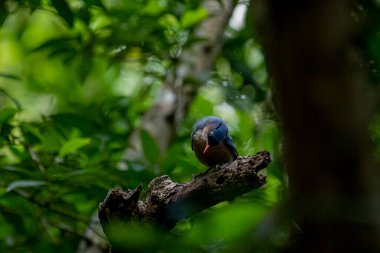 A small, vibrant blue bird with a red beak, identified as a Velvet-fronted Nuthatch, perches on a bare branch amidst lush green foliage in a forest.