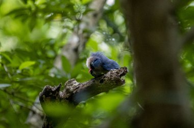 A small, vibrant blue bird with a red beak, identified as a Velvet-fronted Nuthatch, perches on a bare branch amidst lush green foliage in a forest.