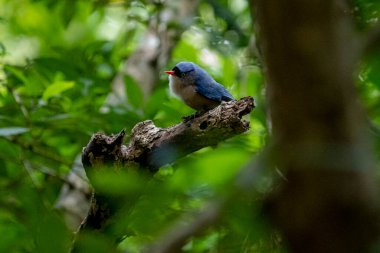 A small, vibrant blue bird with a red beak, identified as a Velvet-fronted Nuthatch, perches on a bare branch amidst lush green foliage in a forest.