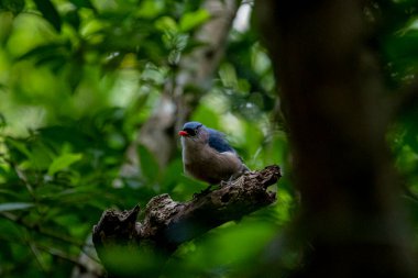 A small, vibrant blue bird with a red beak, identified as a Velvet-fronted Nuthatch, perches on a bare branch amidst lush green foliage in a forest.