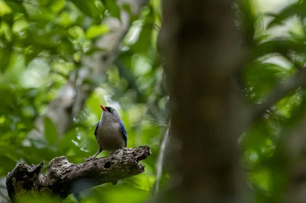 A small, vibrant blue bird with a red beak, identified as a Velvet-fronted Nuthatch, perches on a bare branch amidst lush green foliage in a forest.