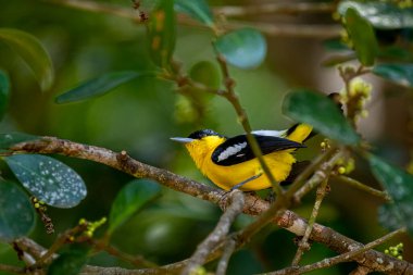 A vibrant male Common iora, a small passerine bird, is perched on a tree branch, showcasing its bright yellow and black plumage with white wing bars.