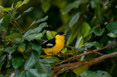 A vibrant male Common iora, a small passerine bird, is perched on a tree branch, showcasing its bright yellow and black plumage with white wing bars.
