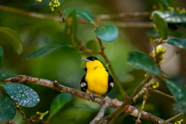 A vibrant male Common iora, a small passerine bird, is perched on a tree branch, showcasing its bright yellow and black plumage with white wing bars.