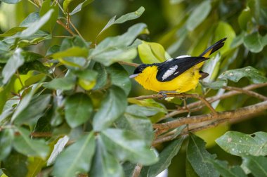 A vibrant male Common iora, a small passerine bird, is perched on a tree branch, showcasing its bright yellow and black plumage with white wing bars.