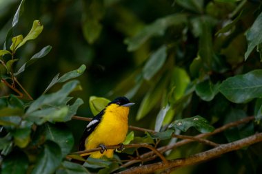 A vibrant male Common iora, a small passerine bird, is perched on a tree branch, showcasing its bright yellow and black plumage with white wing bars.