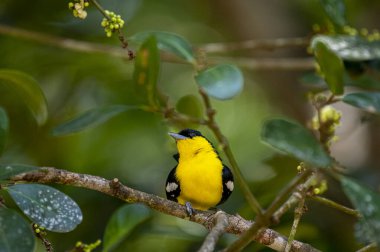 A vibrant male Common iora, a small passerine bird, is perched on a tree branch, showcasing its bright yellow and black plumage with white wing bars.