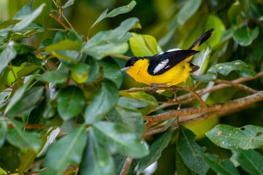 A vibrant male Common iora, a small passerine bird, is perched on a tree branch, showcasing its bright yellow and black plumage with white wing bars.