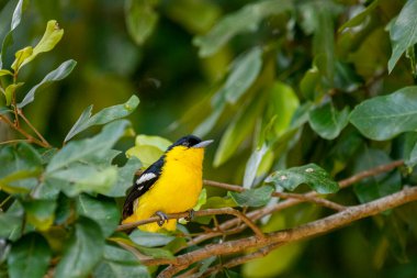 A vibrant male Common iora, a small passerine bird, is perched on a tree branch, showcasing its bright yellow and black plumage with white wing bars.