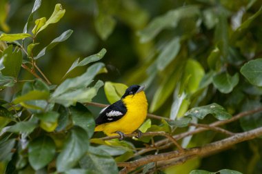 A vibrant male Common iora, a small passerine bird, is perched on a tree branch, showcasing its bright yellow and black plumage with white wing bars.