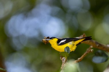 A vibrant male Common iora, a small passerine bird, is perched on a tree branch, showcasing its bright yellow and black plumage with white wing bars.