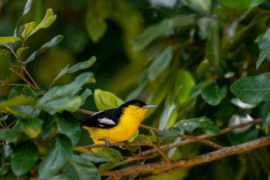 A vibrant male Common iora, a small passerine bird, is perched on a tree branch, showcasing its bright yellow and black plumage with white wing bars.