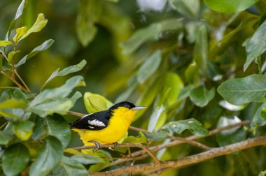 A vibrant male Common iora, a small passerine bird, is perched on a tree branch, showcasing its bright yellow and black plumage with white wing bars.