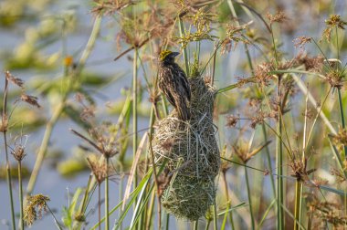 Baya weaver Bird with a streaked chest and a distinctive yellow cap perches on a thin green reed, looking upwards with its beak open.