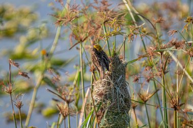 Baya weaver Bird with a streaked chest and a distinctive yellow cap perches on a thin green reed, looking upwards with its beak open.
