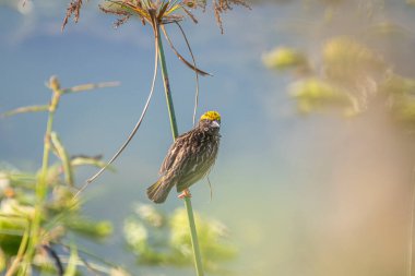 Baya weaver Bird with a streaked chest and a distinctive yellow cap perches on a thin green reed, looking upwards with its beak open.