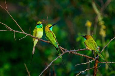  Arı yiyiciler uzun, ince kuyruklu ve siyah gagalı küçük kuşlardır..