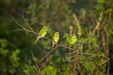  Arı yiyiciler uzun, ince kuyruklu ve siyah gagalı küçük kuşlardır..